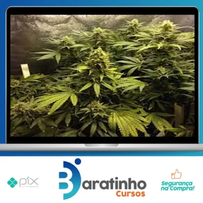 Cultivo Indoor de Plantas Medicinais - Jean Silva